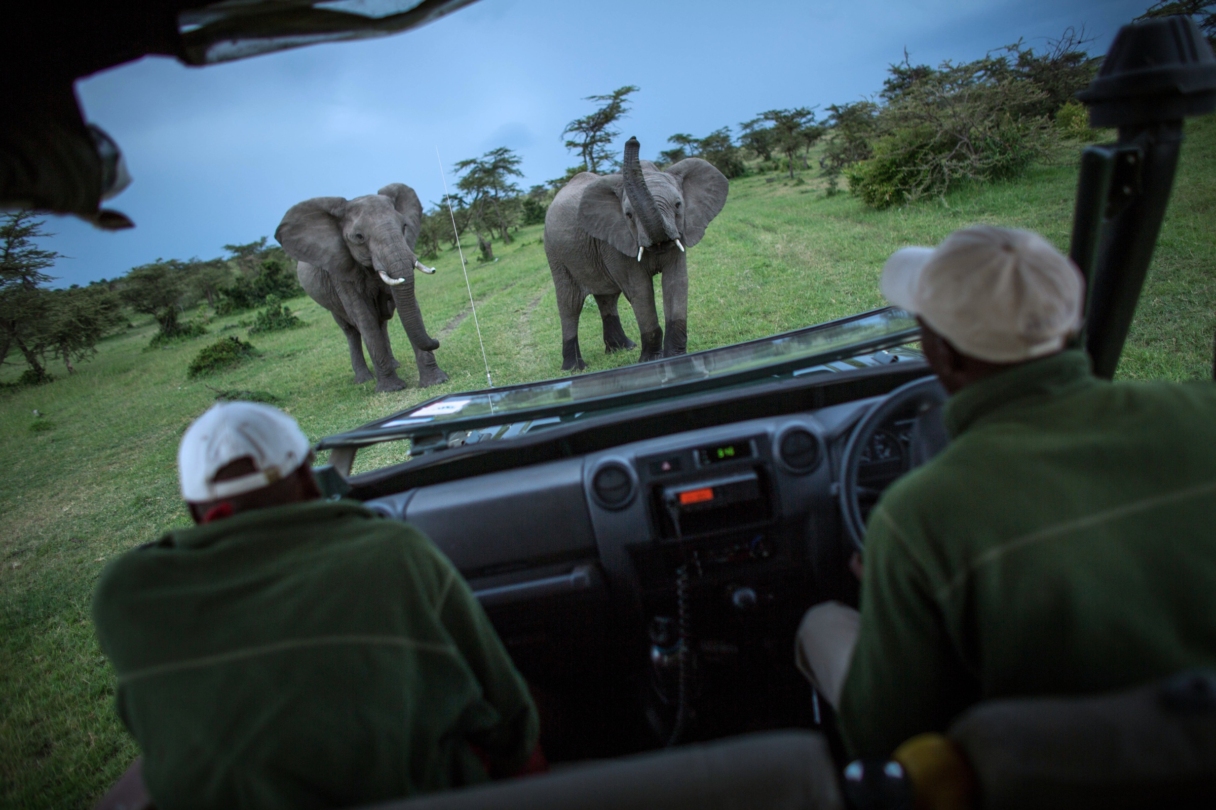 Elephant encounter