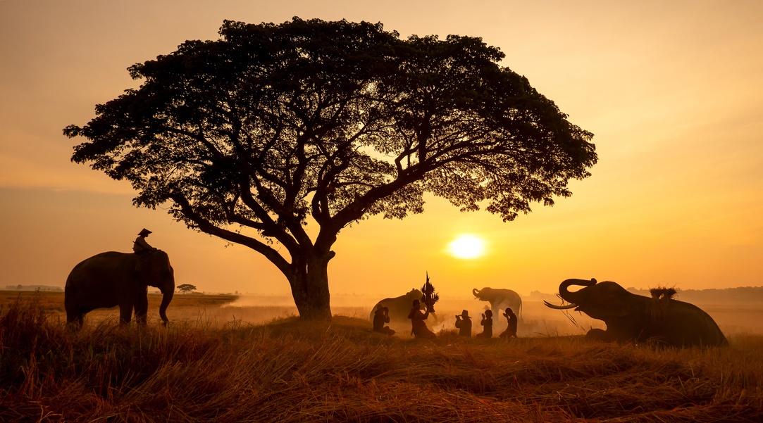 Chobe elephants